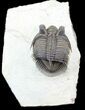 Spiny Tower-Eyed Erbenochile Trilobite - #31096-4